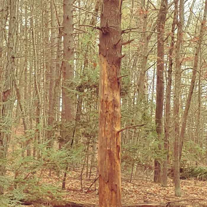 Tree after Lightening Near Mt. Misery Loop