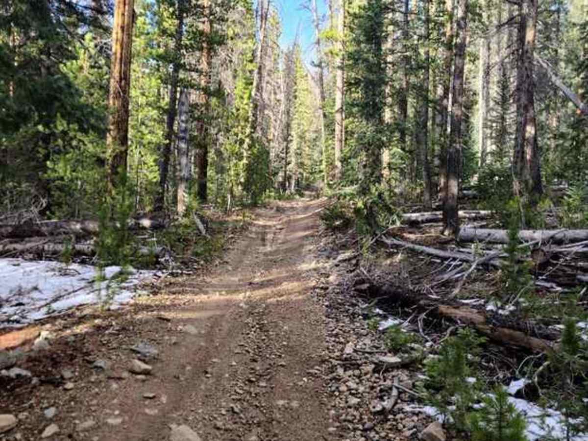 Straight Creek trail photo