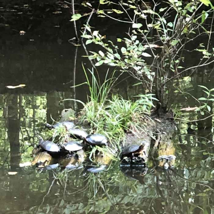 Near Beaver Pond to Basin Overlook Out-and-Back