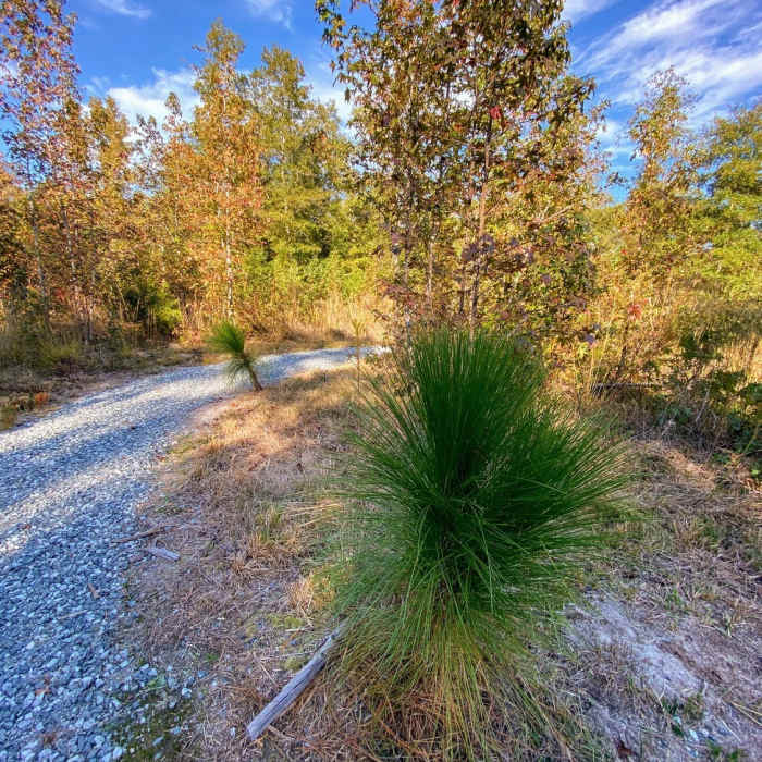The Longleaf Pine the trail is named after are just getting started. Near Cane Creek Mountains Full Tour