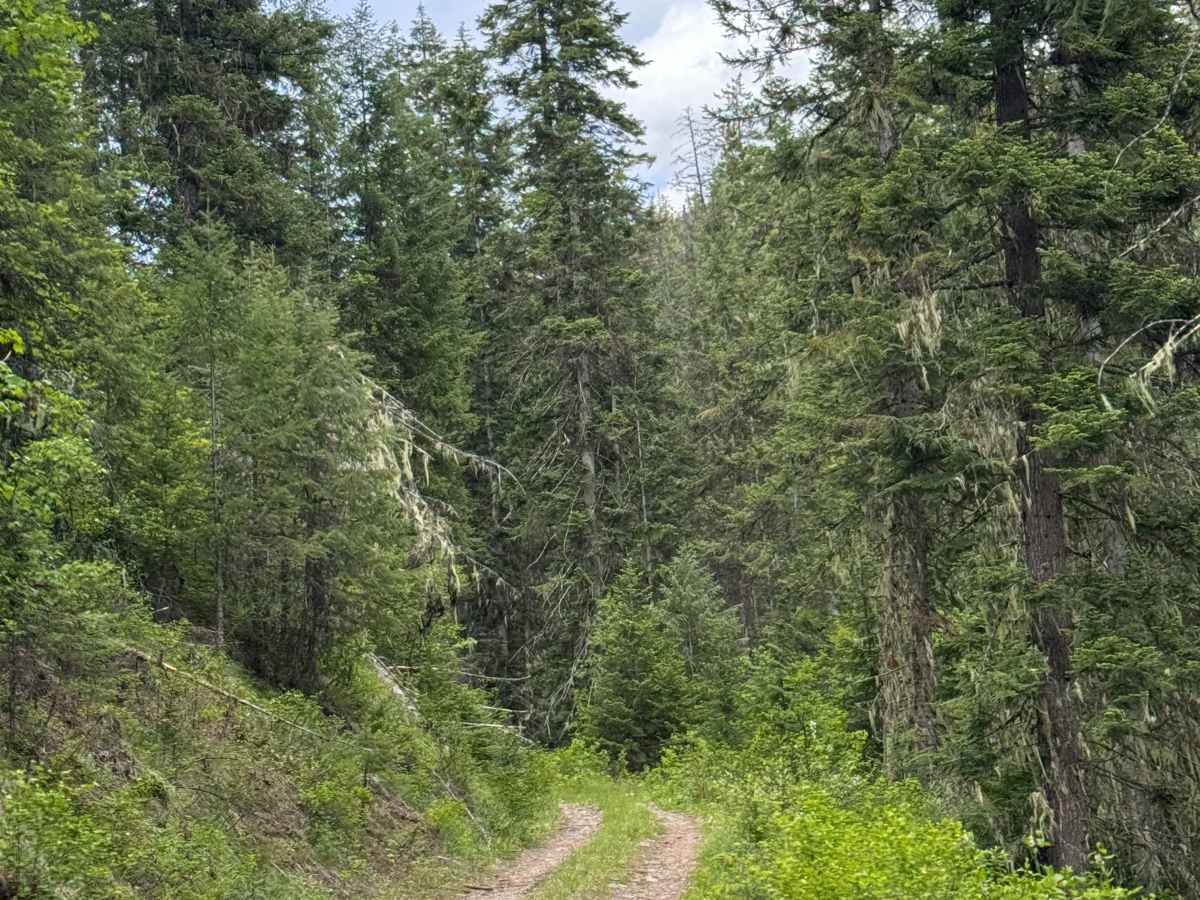 Sullivan Mountain Trail trail photo