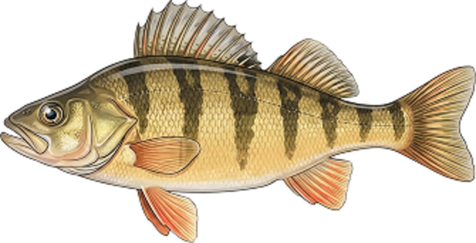 Perch