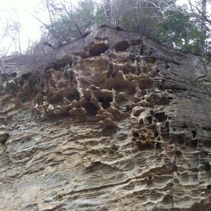 Near Pine Hills Nature Preserve Trail