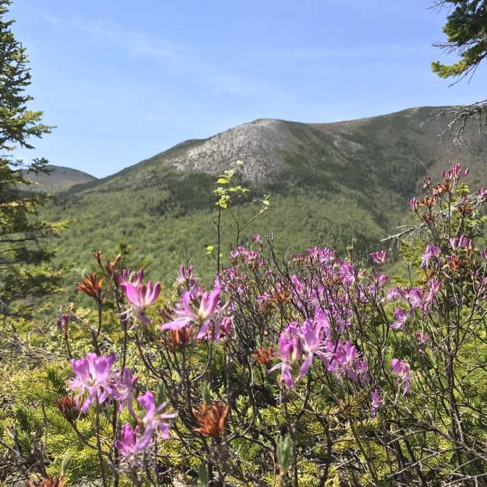 Enjoy a flower-filled view of the exposed rock on the slope of South Baldface from the Eagle Cascade Link. Near Eagle Cascade Link (#31892)