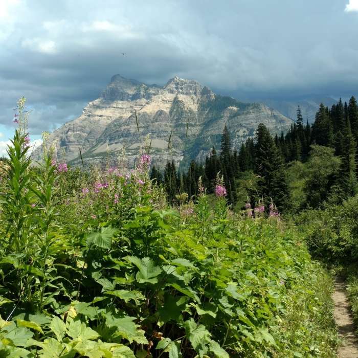 Near Bertha Lake Trail