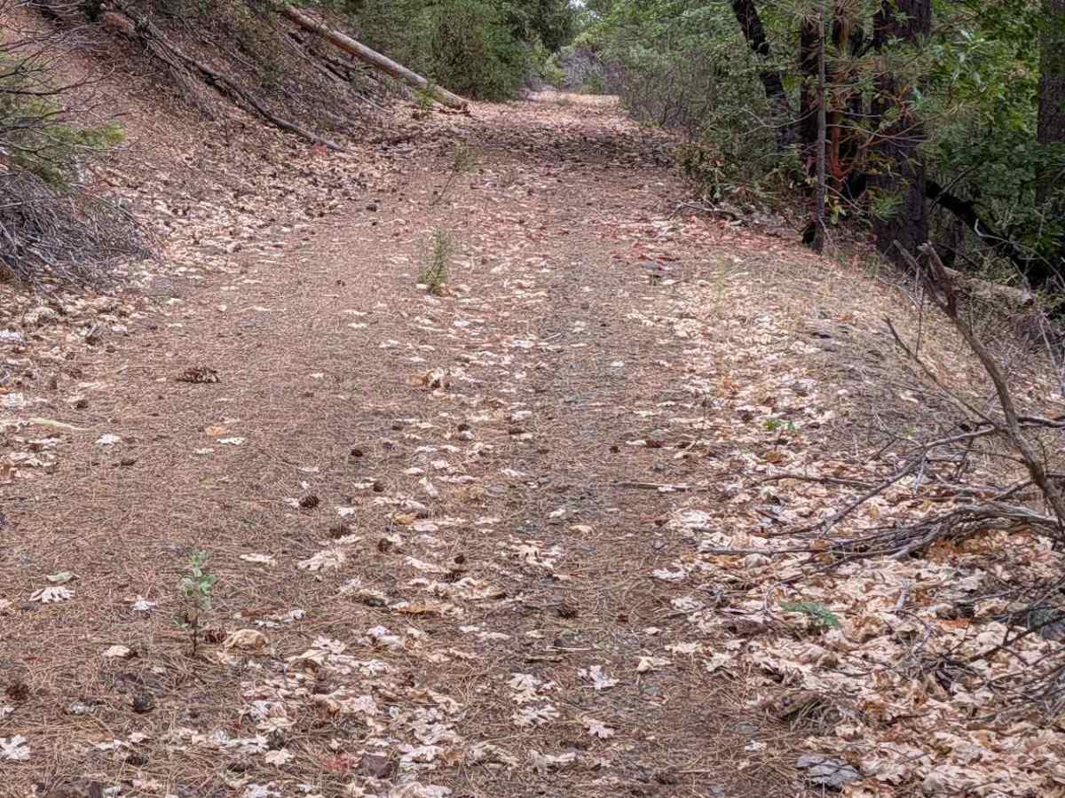 North Rattlesnake Road - FS 1N03 photo 2