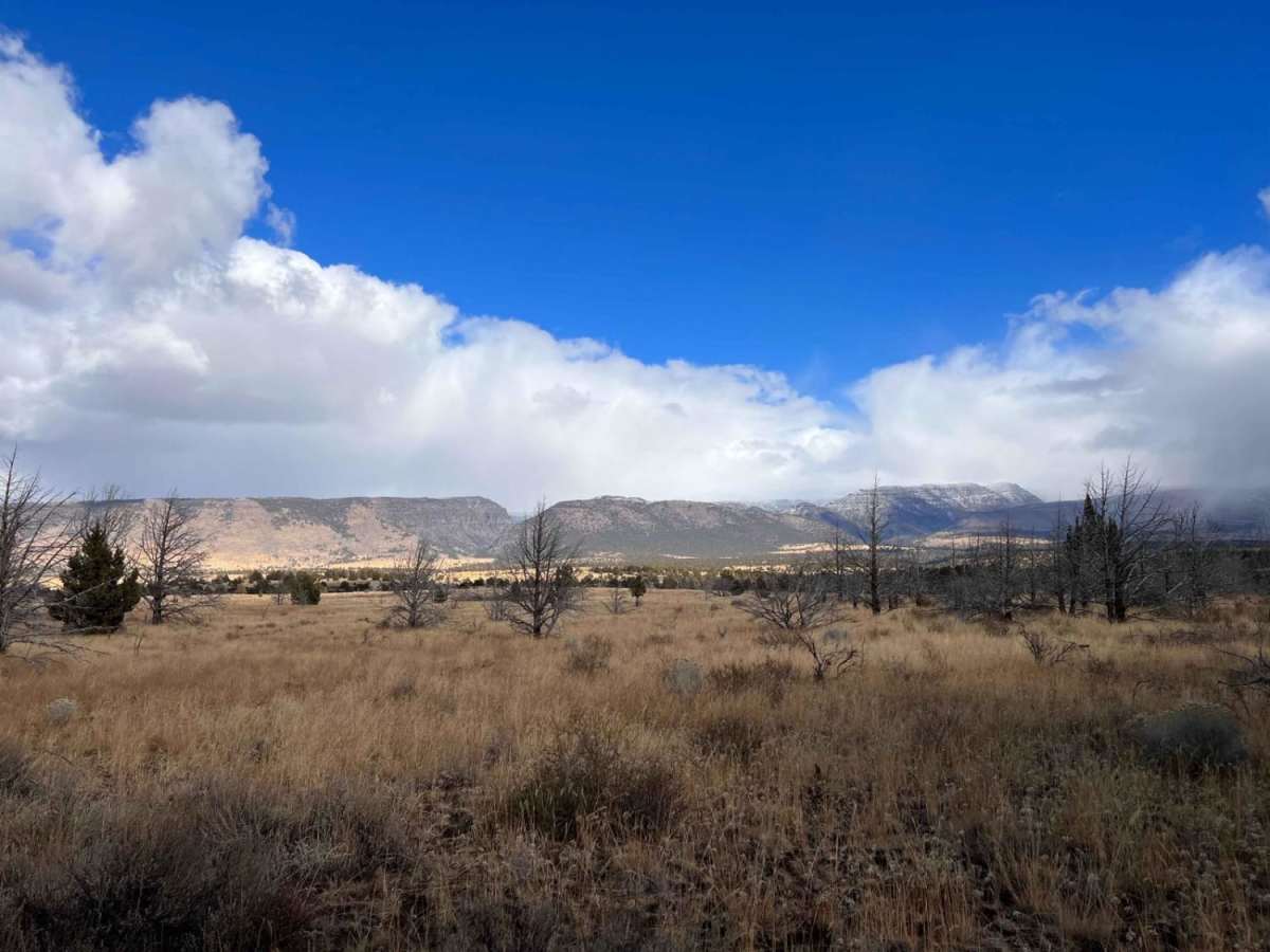 Steens Mustang Bounce photo 3