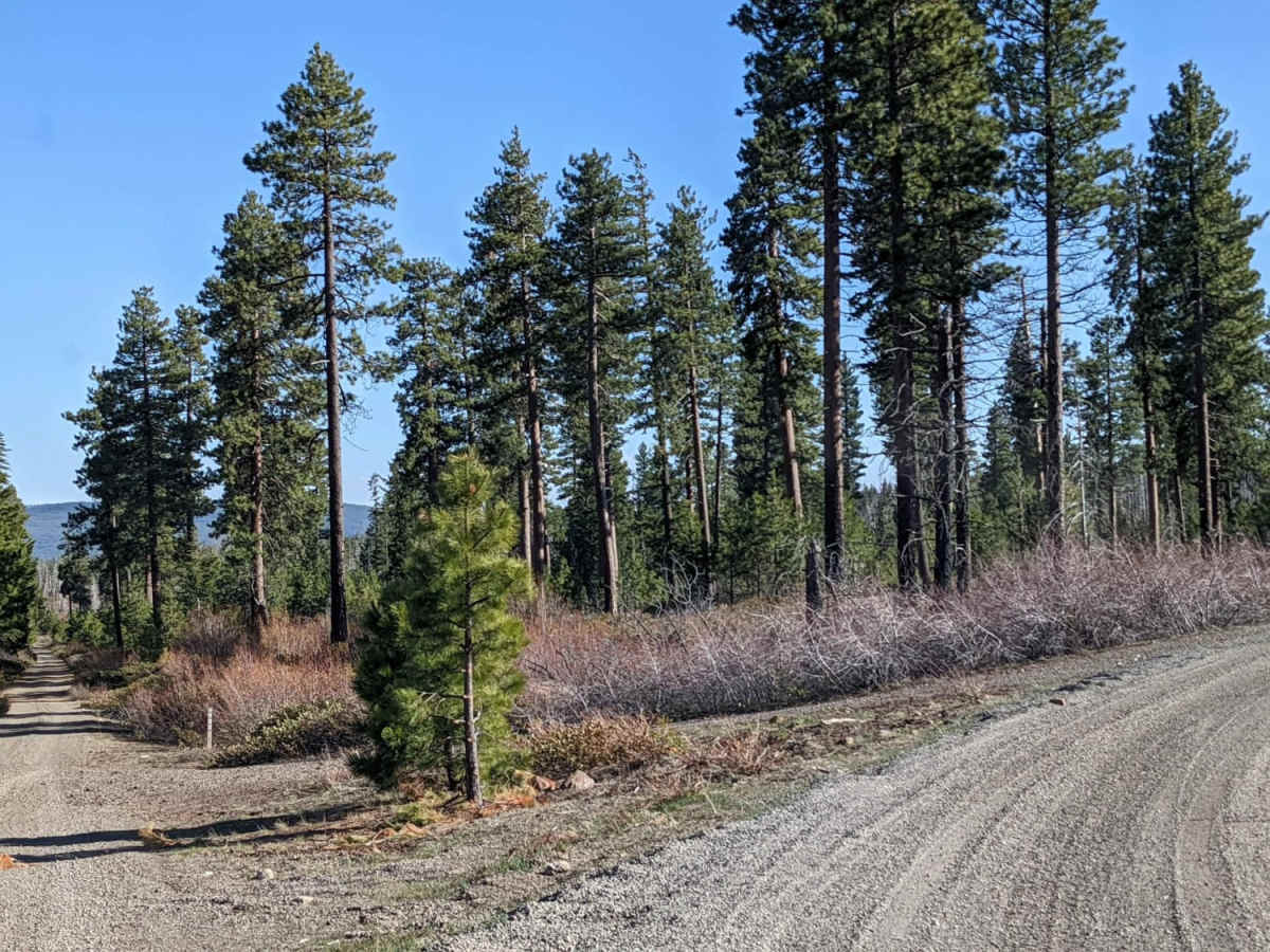 NF-115 photo 2