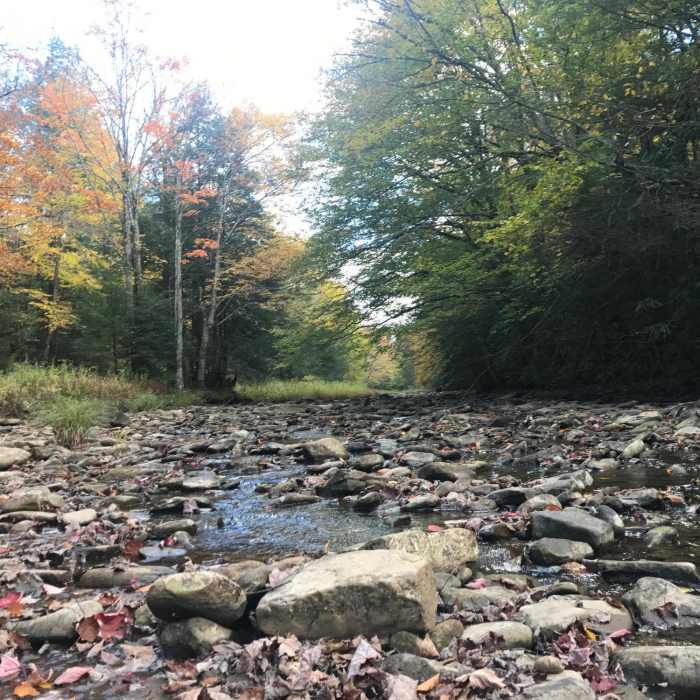 Cranberry River looking upstream Near FSR #76