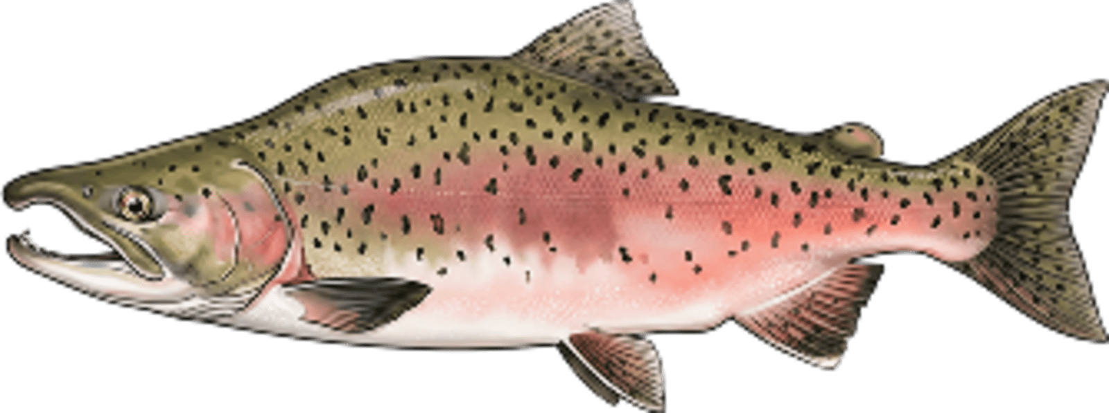 Pink salmon