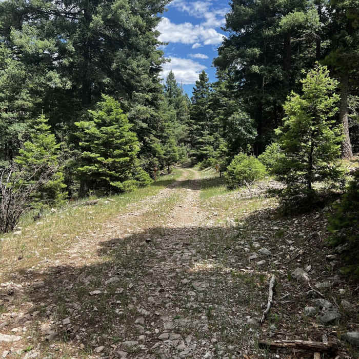 Near Forest Road 223