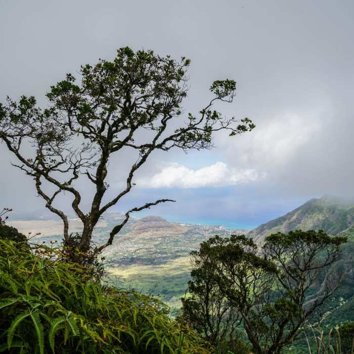 Near Mt Ka'ala Out-and-Back Near Mt Ka'ala Out-and-Back