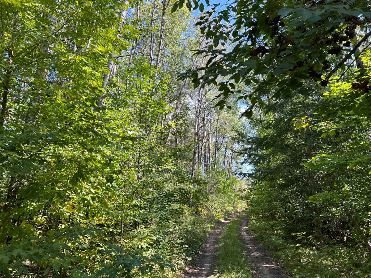 FS 2746 trail photo