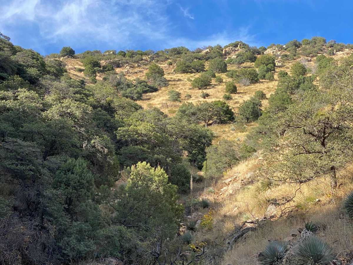 Whipple Obervatory Rally trail photo