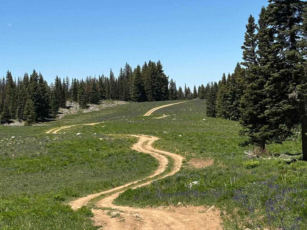 Cattle Guard Road trail photo