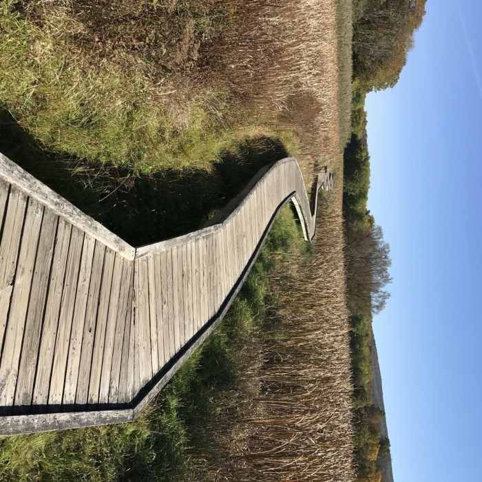The boardwalk section of the Appalachian Trail. Near Pinwheel Vista Out-and-Back