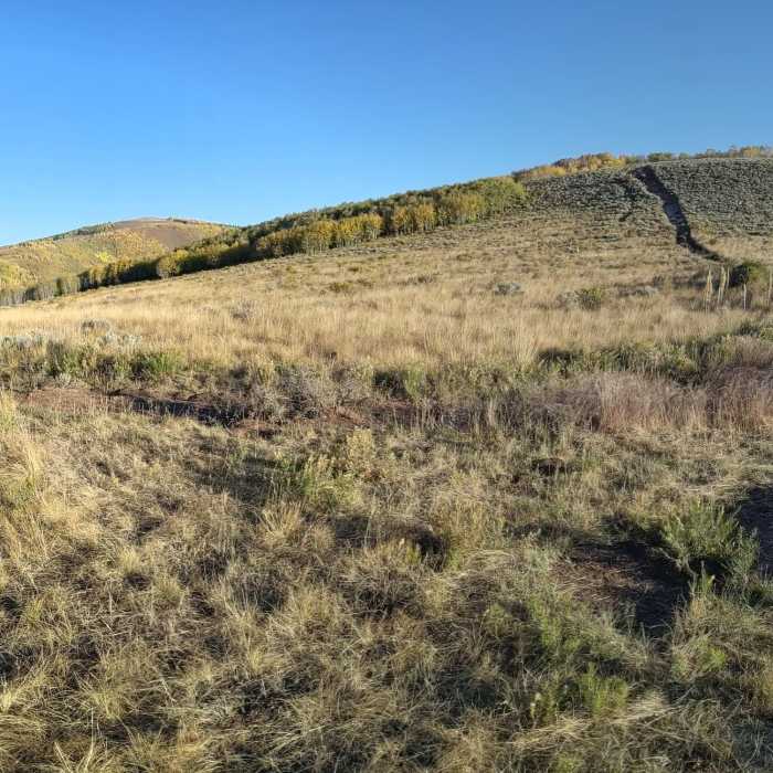Example section at about 2 miles with multiple ascent choices. Near Berry Creek Tour