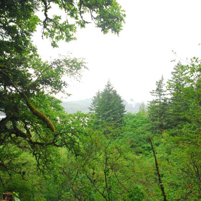 Near Bridal Veil Falls, Oregon