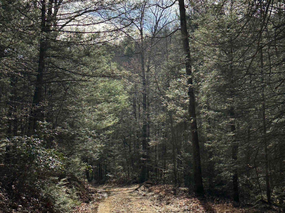 Biesecker Gap photo 5