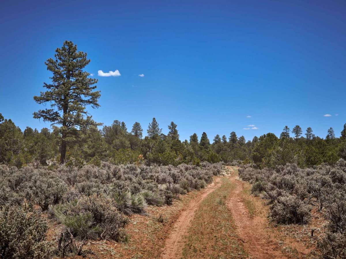 Cowpie Cowboy Trail photo 2