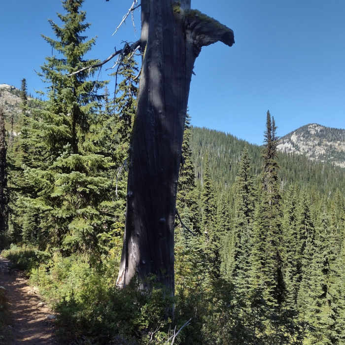 The beautiful conifer forest and nearby mountain peaks, on this scenic stretch of Bottleneck Lake Trail. Near Bottleneck Lake Out-and-Back