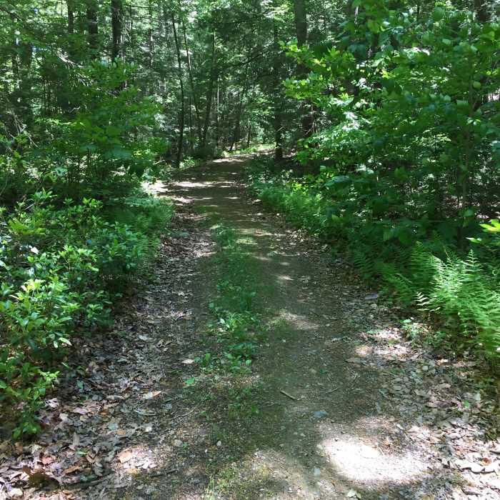 Near Sterling Lake Trail