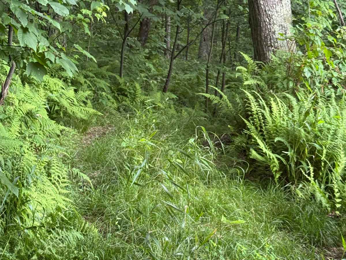 Trail 27 photo 4
