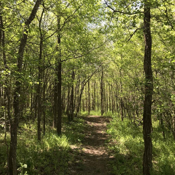 Dragonfly trail in spring through the forest. Near Dragonfly