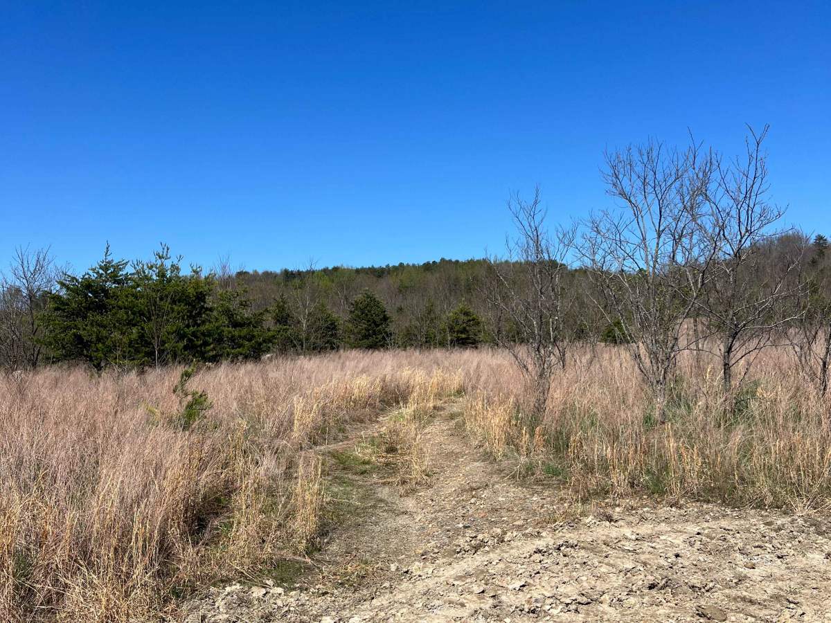 Q47 trail photo