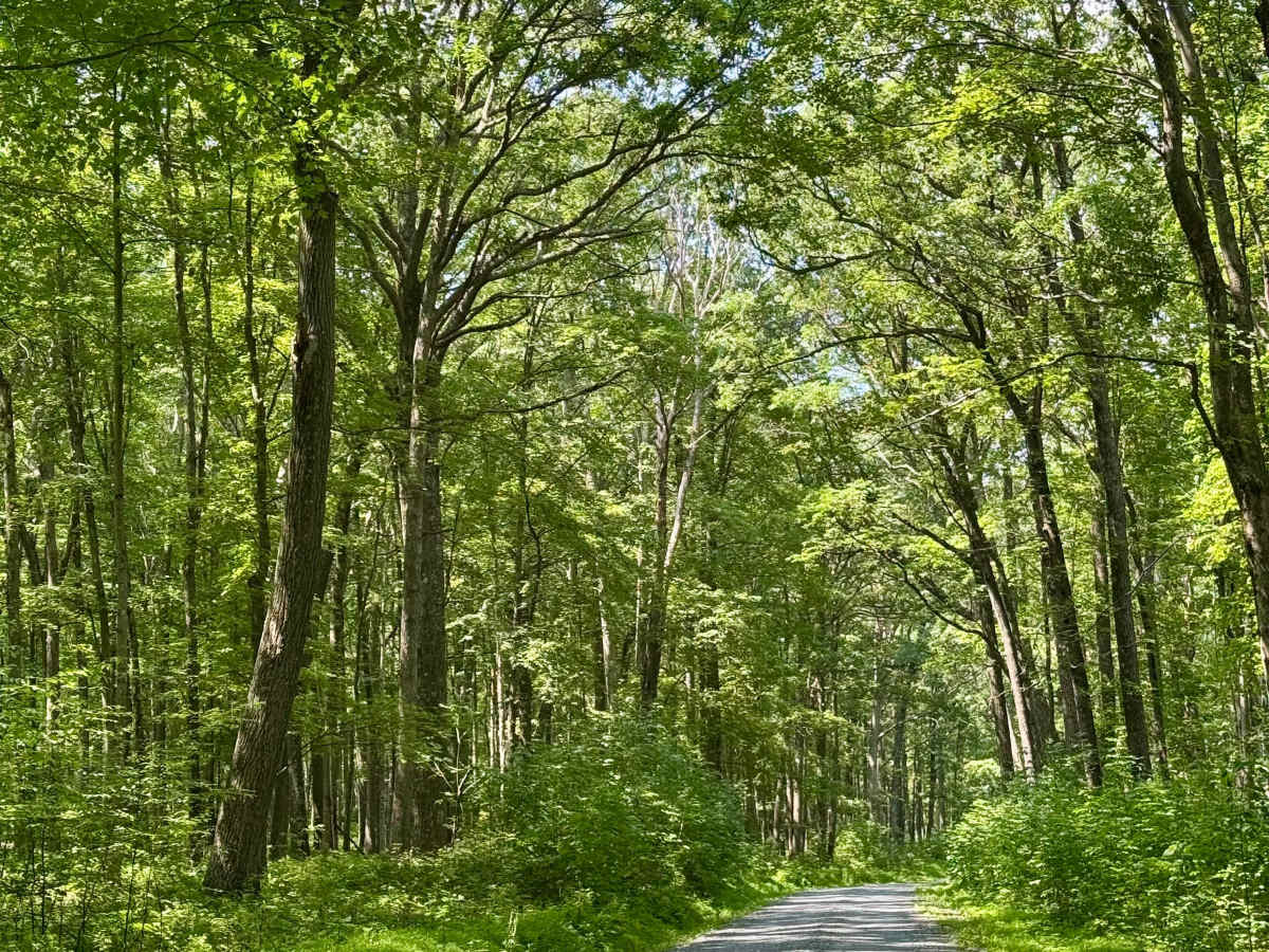 Callen Run Road photo 3