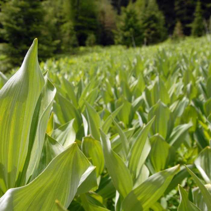 Near Independent Mine + Baneberry Trail