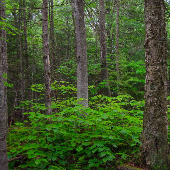 Near Connery Pond Near Connery Pond