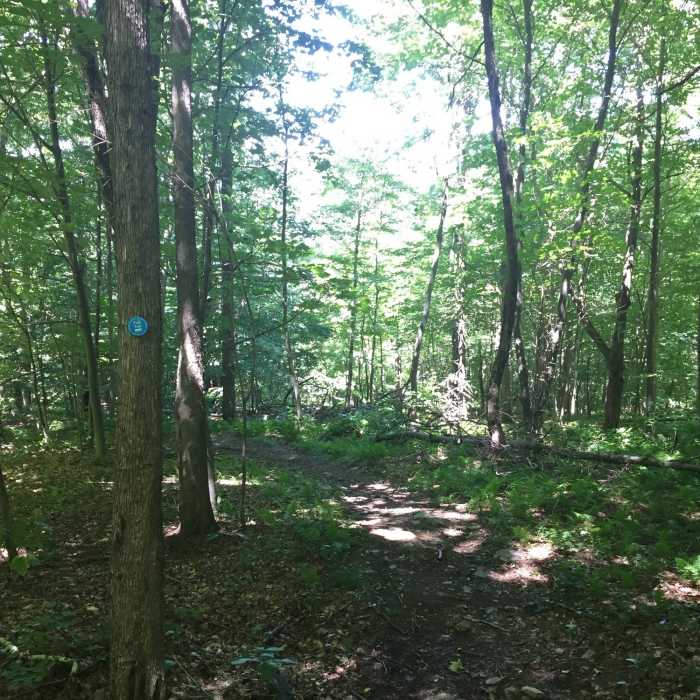 Near Bramley Mountain Loop