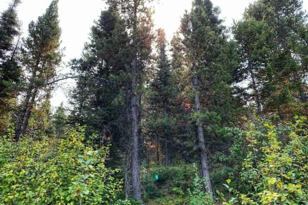Sawmill Ridge Run