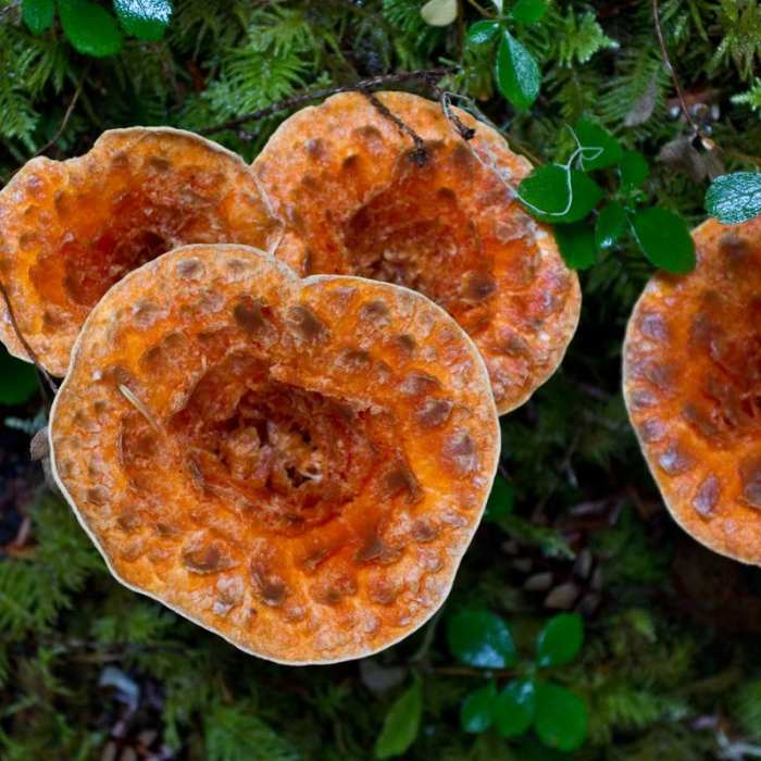 Near Deception Butte Hike