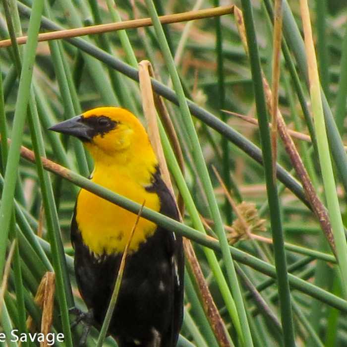 Near Kachina Wetlands Loop