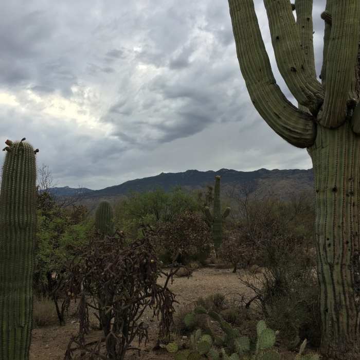 Near Mica View - Cactus Forest Mini Loop