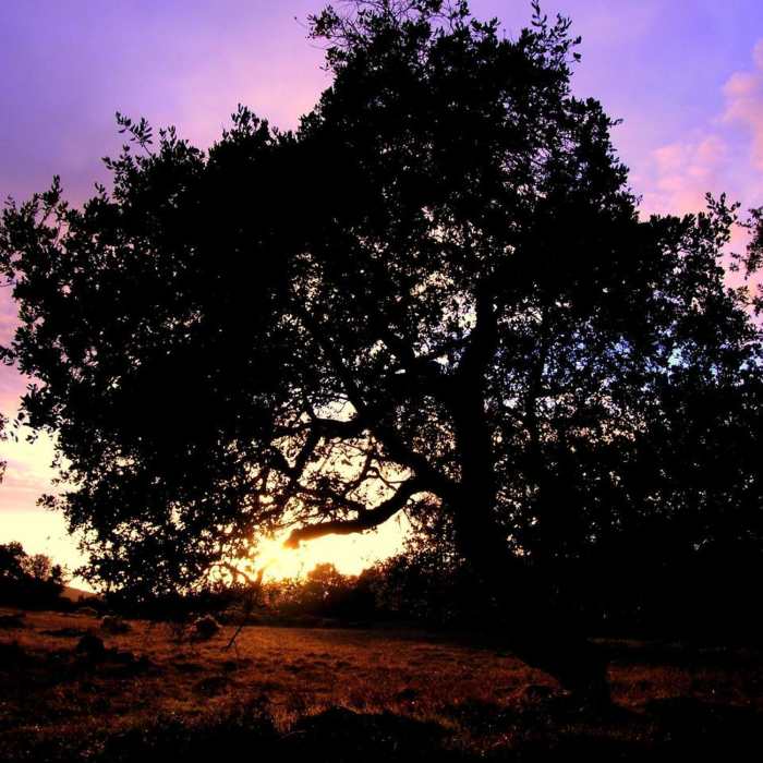 Near Annadel Park Channel Drive Loop