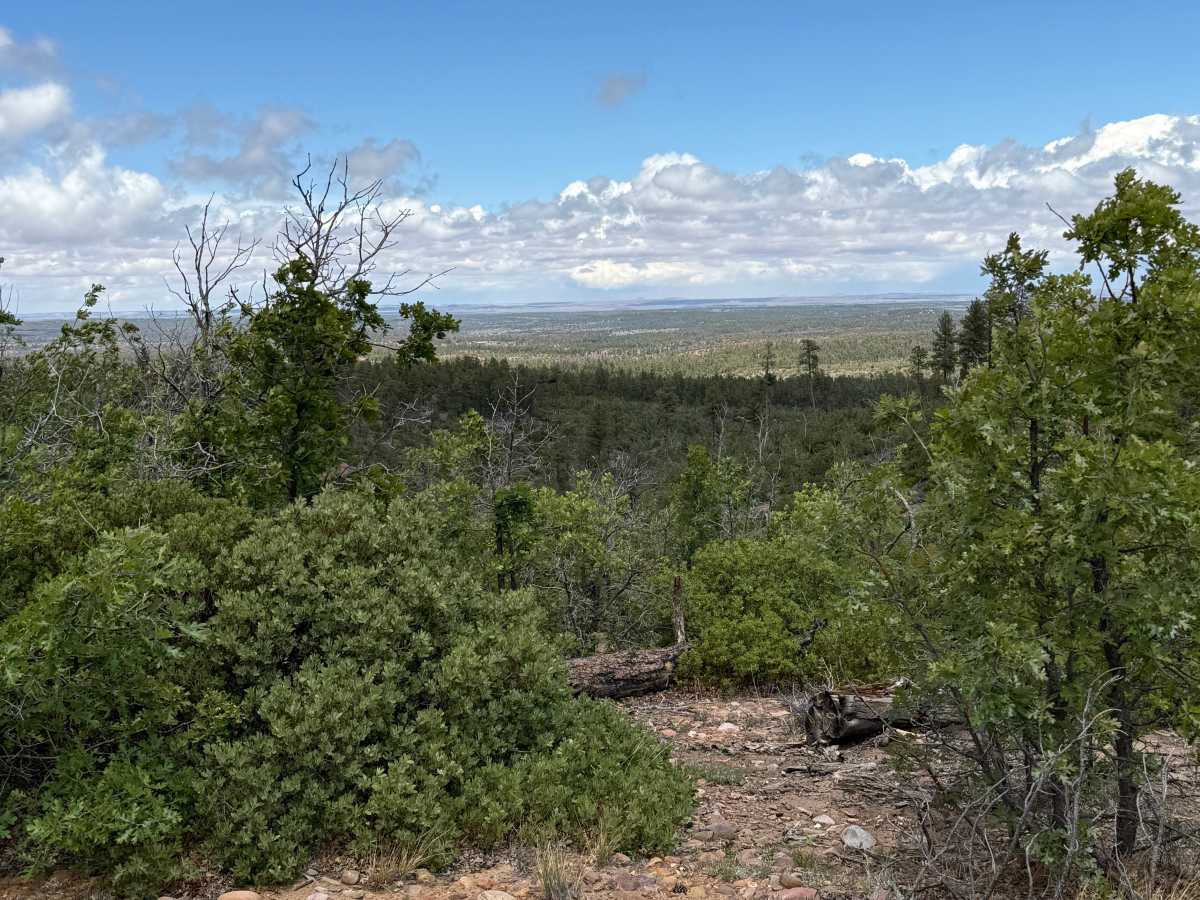 Juniper Ridge - FS 130 photo 5