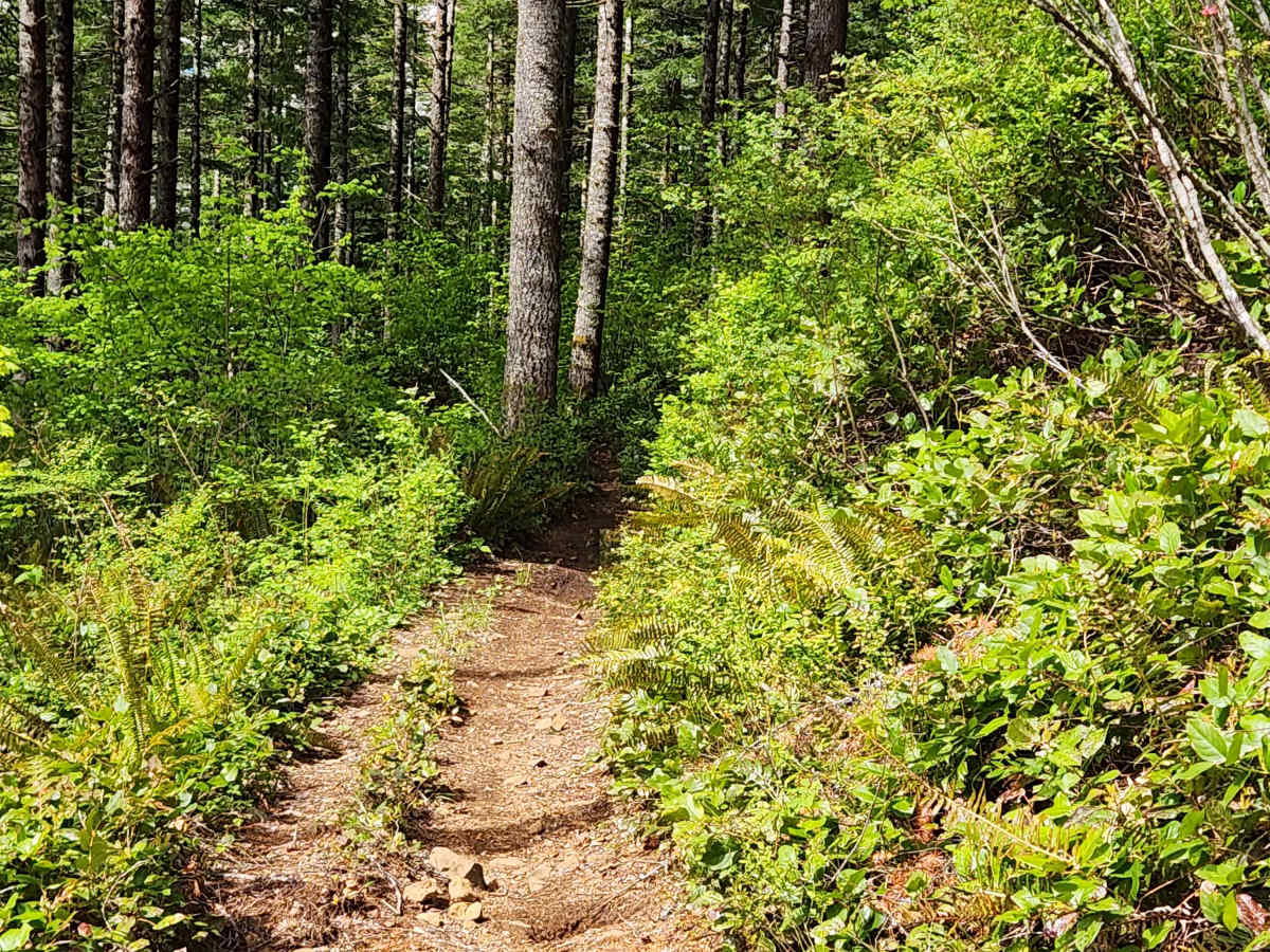 Larch Mountain Trail West photo 4