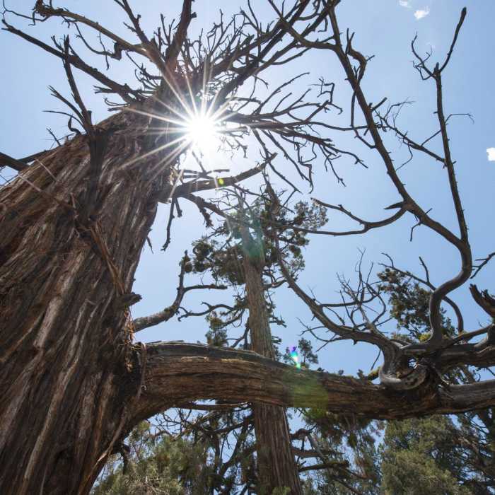 Near The Woodland Interpretive Trail