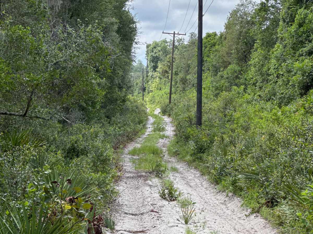 Ocala National Forest Road 19-14.8 trail photo