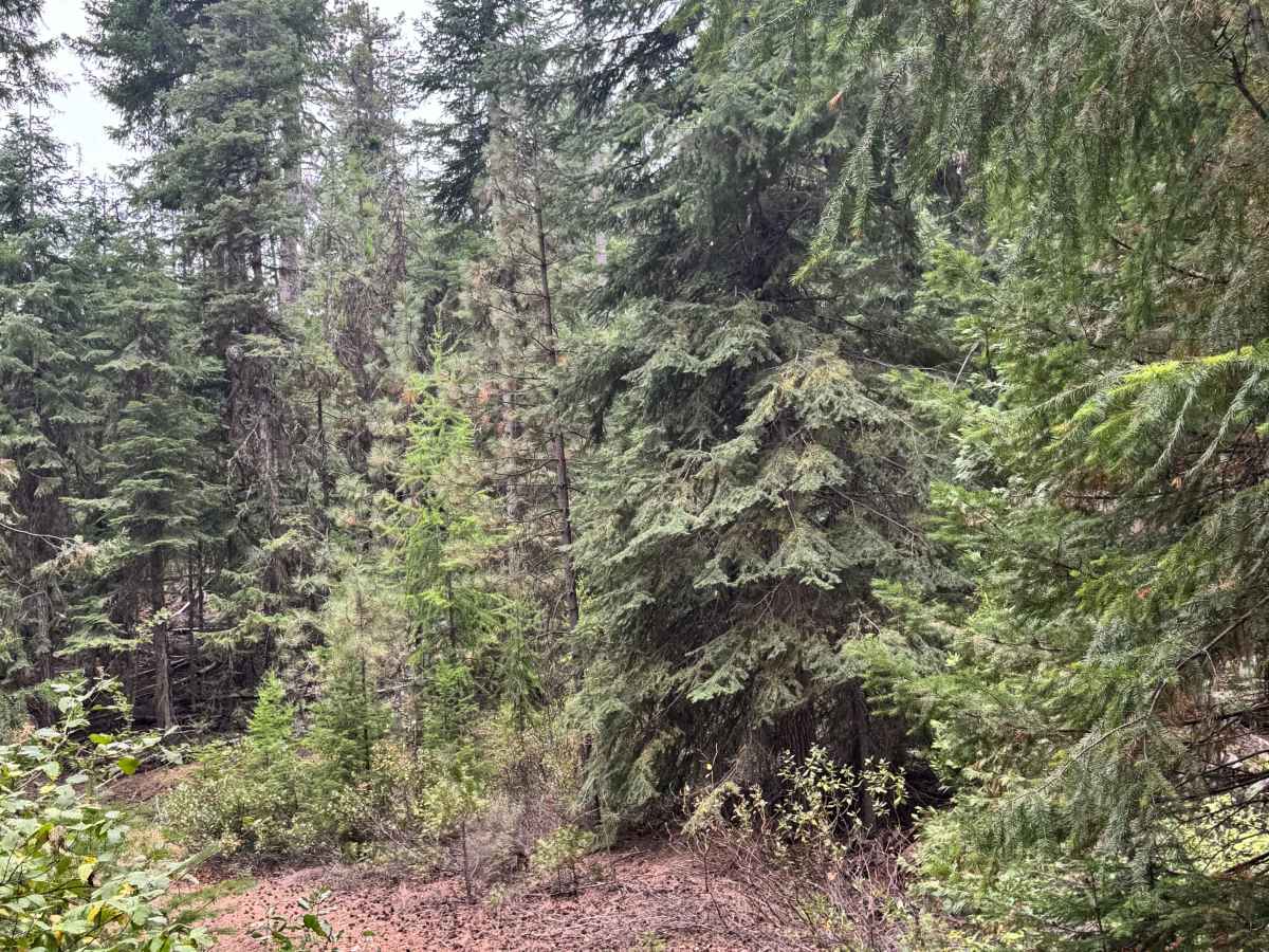FS 1150-400 trail photo
