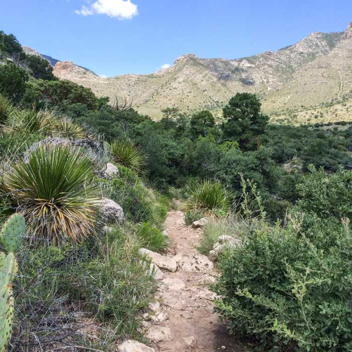 Near El Capitan Trail