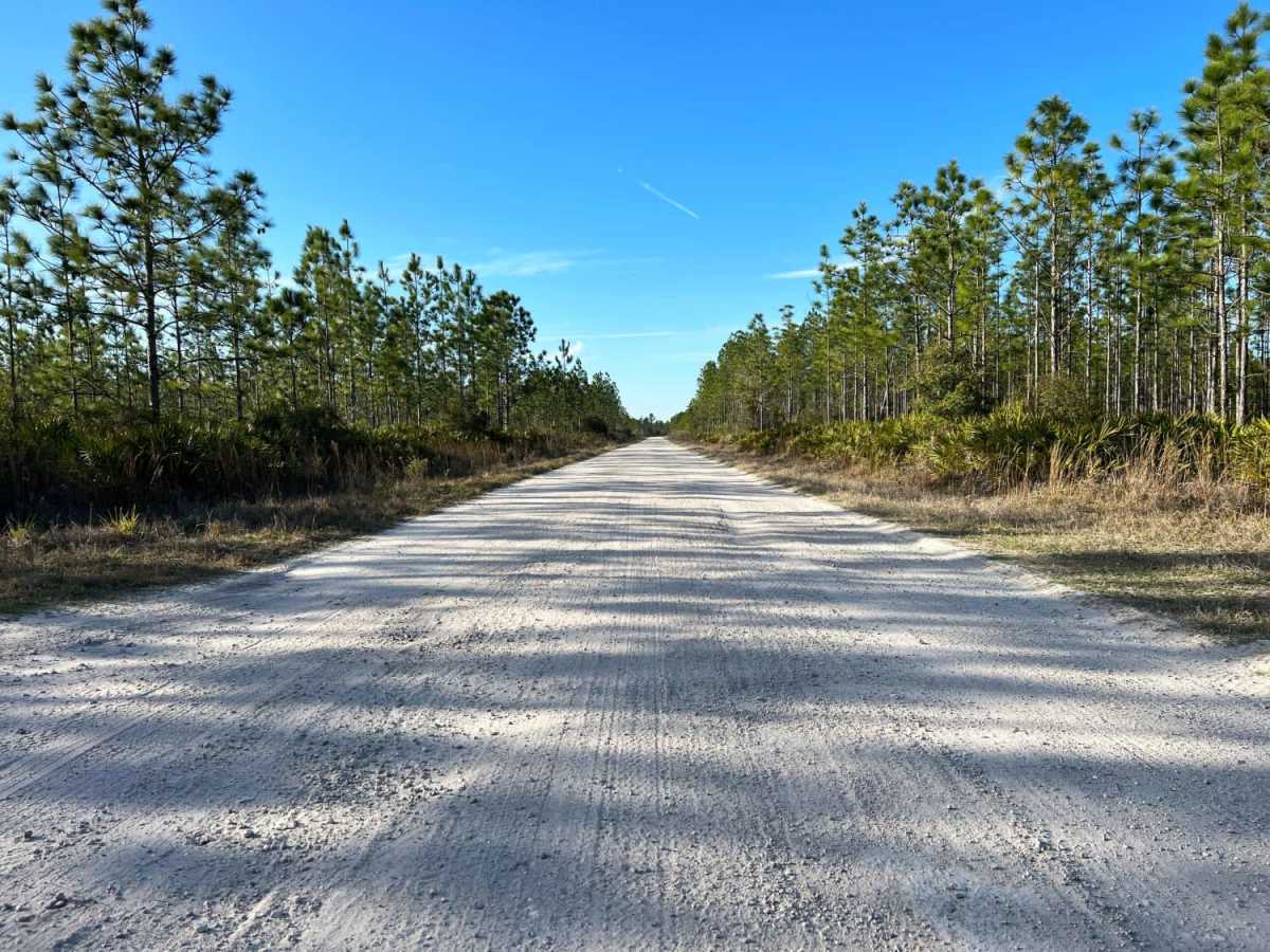 Danny Hole at Tiger Bay State Forest photo 5
