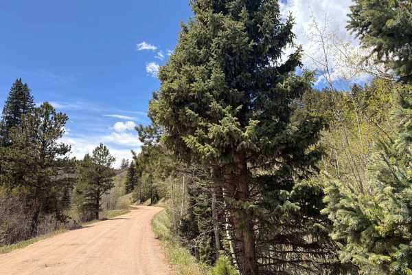 Ophir Creek Road