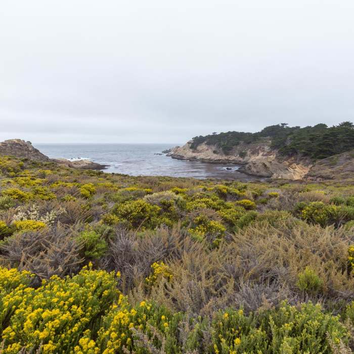 Near Sea Lion Point + Sand Hill Trails