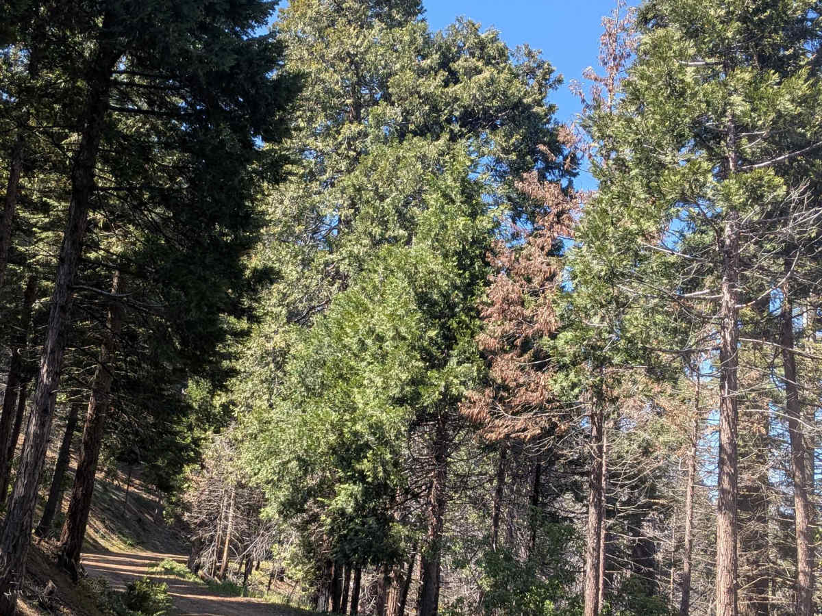 Rancheria Spur - FS 25S15C photo 5