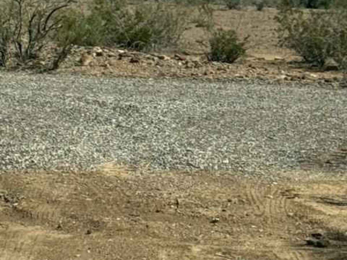 BLM PE1021 photo 6