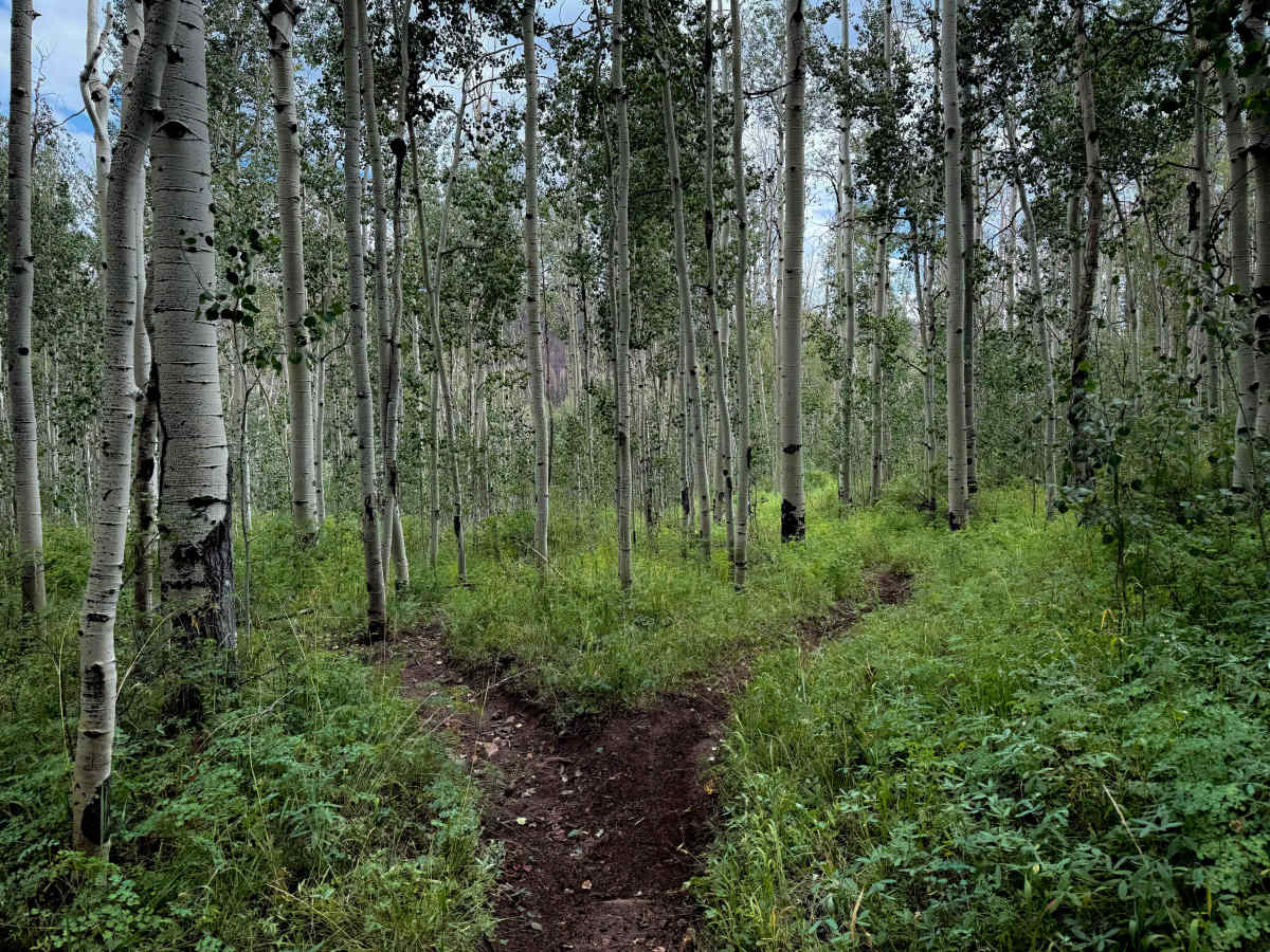 West Twin Springs - Trail 739  photo 6